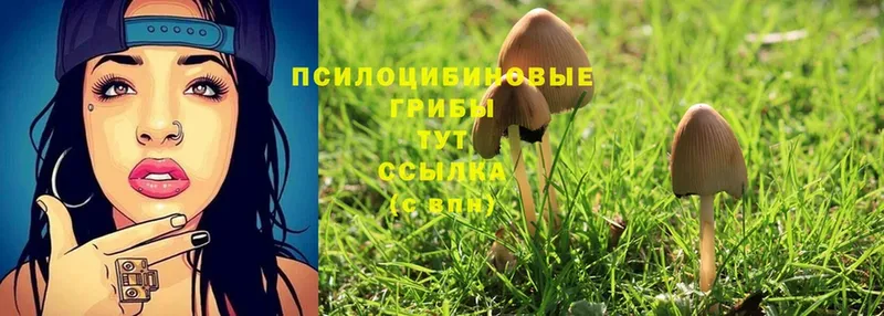 OMG онион  Мариинск  Псилоцибиновые грибы Psilocybe 